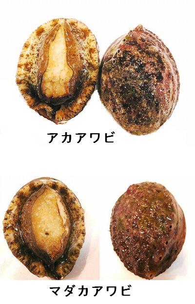 株式会社うおいち 株式会社うおいち
