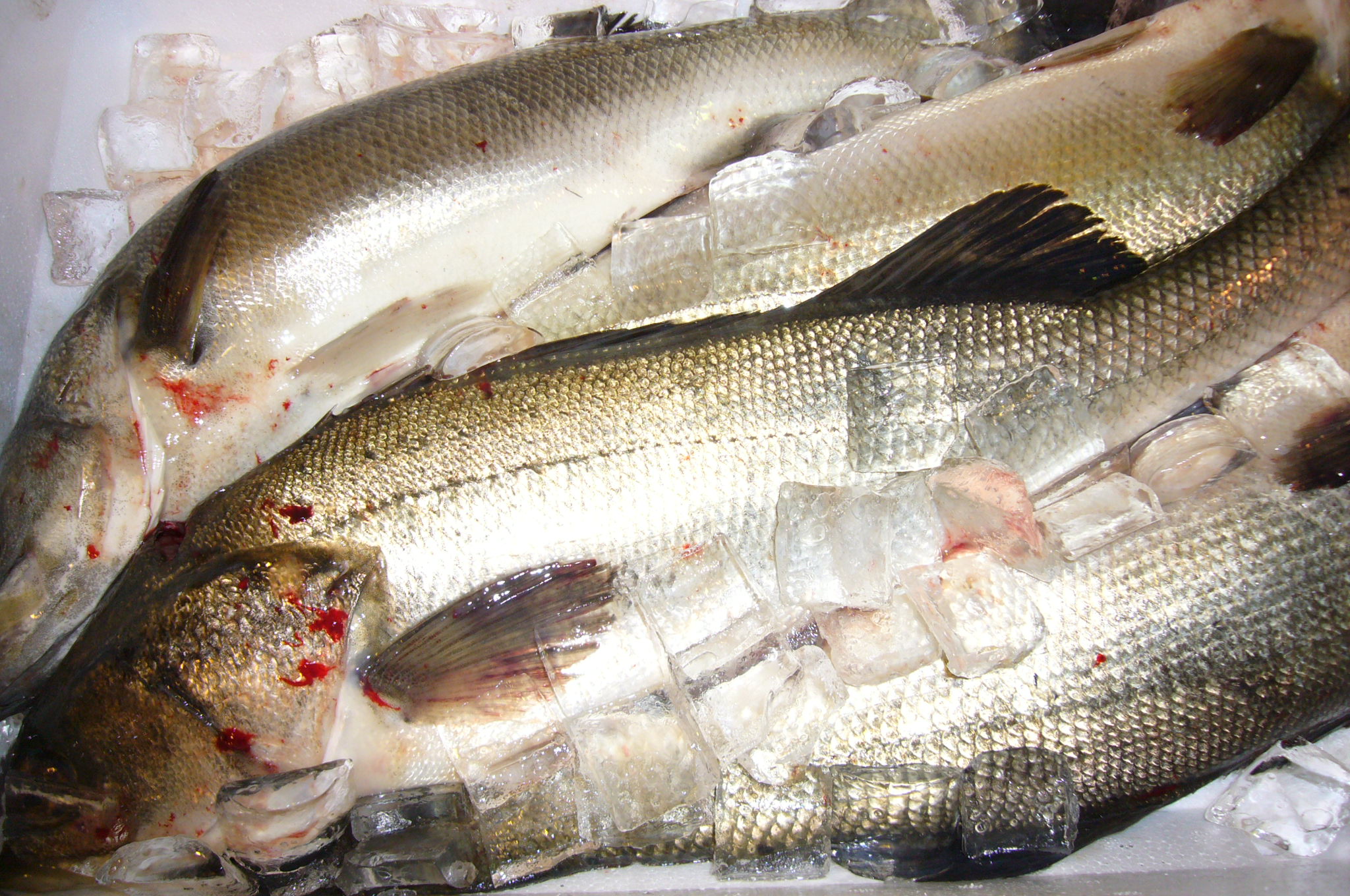 株式会社うおいち