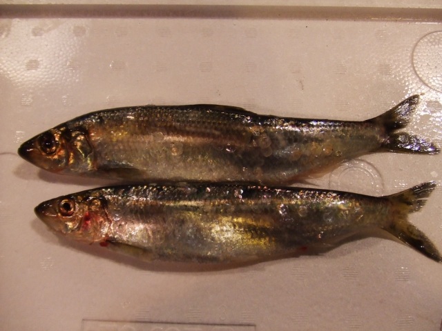 株式会社うおいち